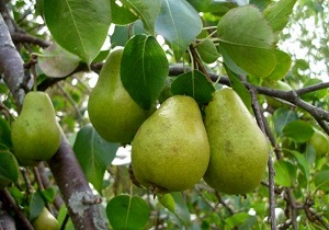 برداشت هفت هزار و ۶۰۰ تن گلابی زود رس و دیررس از باغات استان اصفهان
