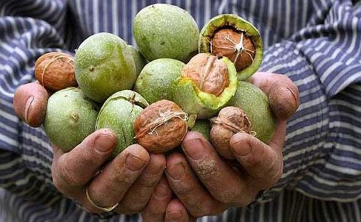 کرمان تولید کننده ۱۶ هزار تن گردوی کشور