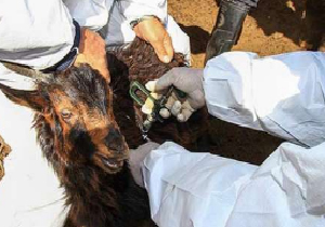 مایه کوبی بالغ بر ۸۷ هزار راس دام سبک علیه بیماری آنترو توکسمی در مهاباد