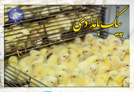 جایزه صادرات به جوجه کُشی جوجه کِشی&zwnj;ها + صوت