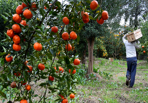 جای خالی صنایع تبدیلی مرکبات در مازندران جای خالی صنایع تبدیلی مرکبات در مازندران