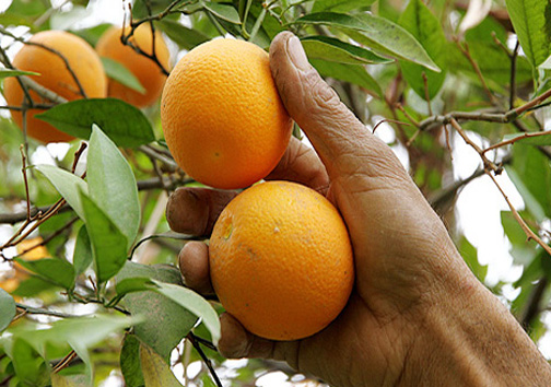 جای خالی صنایع تبدیلی مرکبات در مازندران جای خالی صنایع تبدیلی مرکبات در مازندران