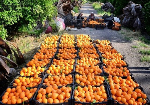 جای خالی صنایع تبدیلی مرکبات در مازندران جای خالی صنایع تبدیلی مرکبات در مازندران