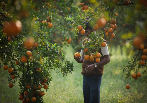 جای خالی صنایع تبدیلی مرکبات در مازندران جای خالی صنایع تبدیلی مرکبات در مازندران