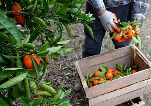 جای خالی صنایع تبدیلی مرکبات در مازندران جای خالی صنایع تبدیلی مرکبات در مازندران