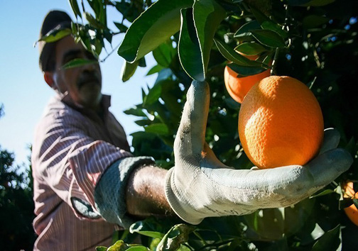 جای خالی صنایع تبدیلی مرکبات در مازندران جای خالی صنایع تبدیلی مرکبات در مازندران