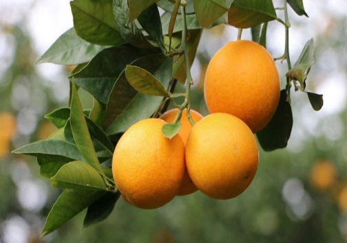 جای خالی صنایع تبدیلی مرکبات در مازندران جای خالی صنایع تبدیلی مرکبات در مازندران