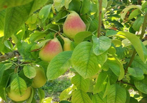 برداشت بیش از هزار و ۳۰۰ تن گلابی در مناطق مرتفع آمل