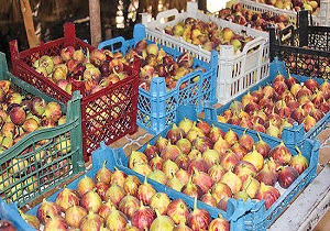 انجیر ایذه در راه بازار است