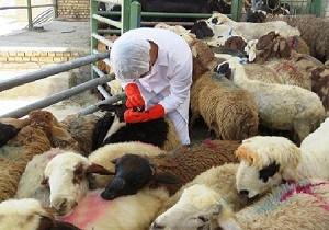 فعالیت ۷۱ گروه دامپزشکی بر ذبح دام‌های نذری در تاسوعا و عاشورا