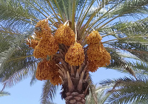 آغاز برداشت خارک و رطب در قیروکارزین