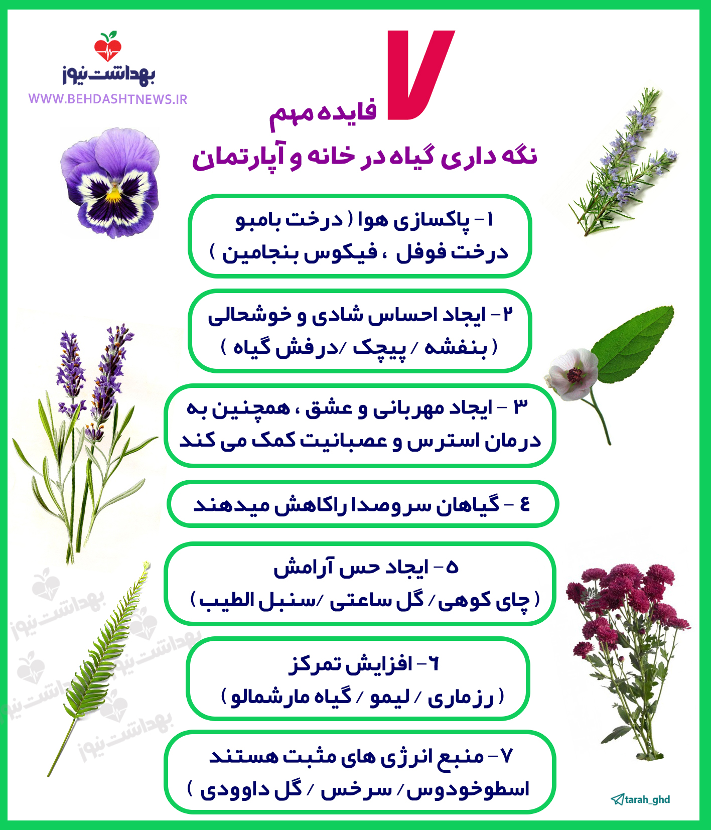 ۷ فایده مهم نگه داری گیاه در خانه و آپارتمان
