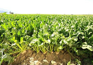 تعاونی، تولید کاشت چغندر پاییزه را دنبال می‌کند/فعالیت ۱۵۰۰ شرکت تعاونی