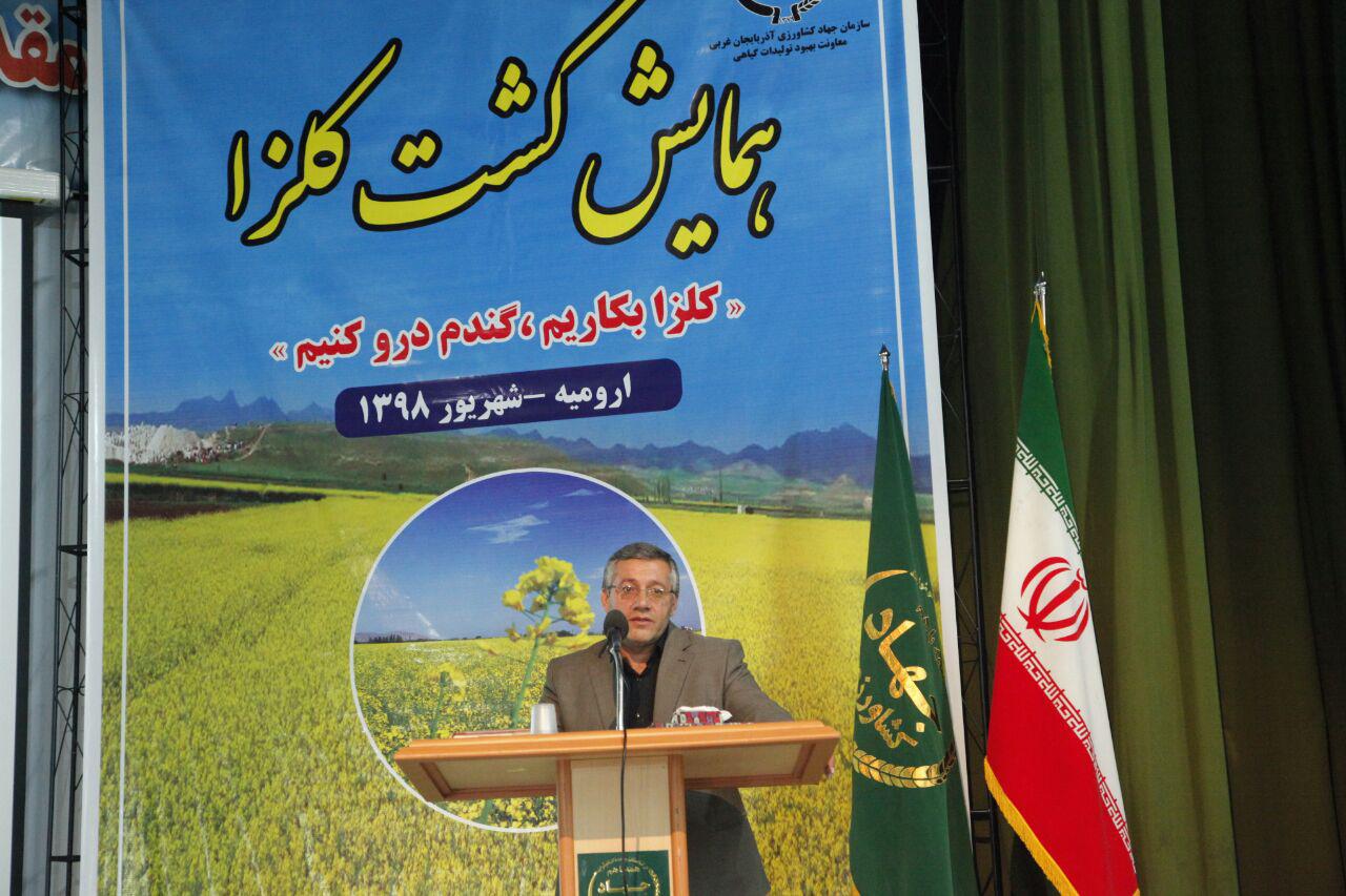 افزایش ۲۷ درصدی سطح زیر کشت کلزا در آذربایجان غربی در سال زراعی ۹۷-۹۸