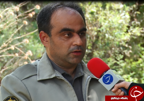 گوزن زرد ایرانی، میراثی گرانبها در دل جنگل&zwnj;های خوزستان+فیلم