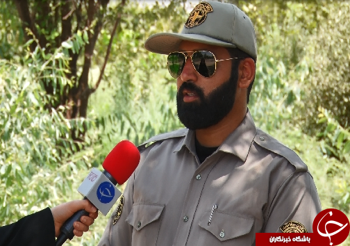 گوزن زرد ایرانی، میراثی گرانبها در دل جنگل&zwnj;های خوزستان+فیلم