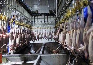رتبه بندی نیمی از کشتارگاههای صنعتی مرغ استان اصفهان
