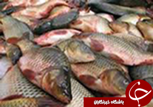 ۲۰۰ تن ماهی از لرستان به کشورهای همسایه صادر شد