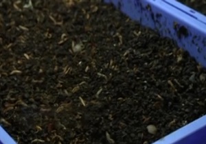 حشره خوری در استرالیا! + فیلم