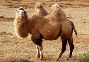 کارگاه ملی توسعه اکولوژیک شتر در بیارجمند شاهرود