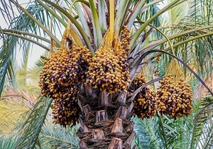 کاهش ۲۰ درصدی برداشت خرما در نهبندان