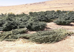 کشف ۴۵۰ کیلوگرم ماده مخدر گل توسط تیم‌های عملیاتی