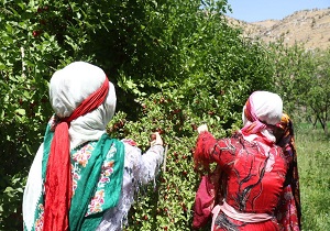 جشنواره زغال اخته در کلیبر برگزار گردید