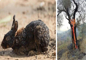 تصاویر خاکستر شدن گونه‌های جانوری در ارسباران کذب است