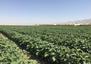 آغاز برداشت بادمجان در حومه مرودشت