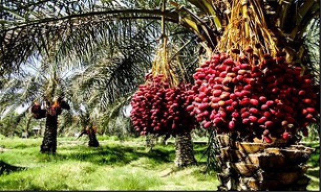 کاهش ۱۰۰ هزار تنی تولید خرما در استان کرمان