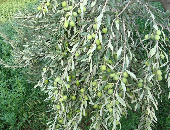 آغاز برداشت زیتون از باغ‌های رودبار / رودبار یکی از ۳ قطب نخست تولید زیتون در کشور