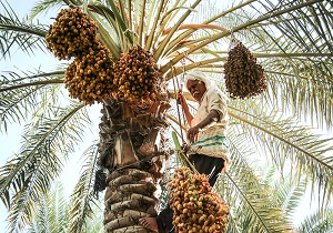 آغاز ثمرچینی از نخیلات شادگان