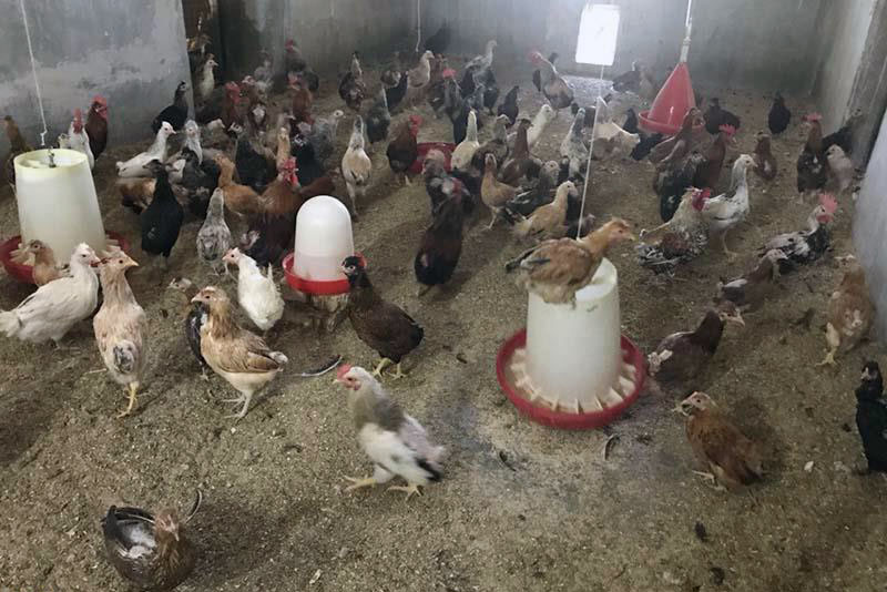 تولید بیش از ۱۱هزار تن گوشت مرغ در سیستان وبلوچستان