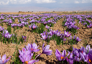 آغاز کشت طلای سرخ در سروستان