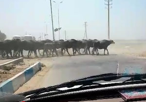 بلوار ساحلی «کارون» محل تردد گاومیش‌ها شد + فیلم