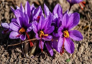 آغاز کشت طلای سرخ در اراضی کشاورزی خراسان جنوبی