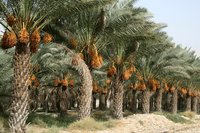 برداشت  بیش از ۲۵ هزار تن خرما در ایرانشهر
