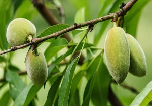 برداشت بیش از ۲ هزار تن بادام درختی در استان سمنان