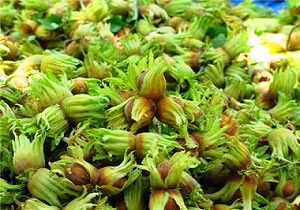 کشاورزان قم ۲۰ درصد بیشتر فندق برداشت کردند