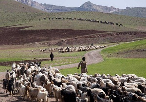تولید گوشت قرمز عشایری افزایش ۲۰درصدی داشته است