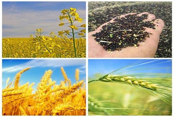 نابودی خودکفایی محصولات استراتژیک با اجرای ناقص قانون خرید تضمینی/ زمزمه واردات گندم در سایه بی توجهی مسئولان