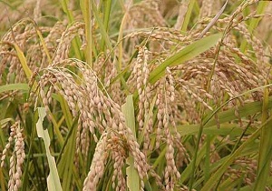 اختصاص بیش از ۵ هزار هکتار از اراضی شادگان به کشت شلتوک