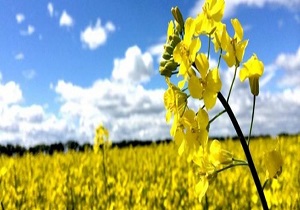 ۱۵ هزار هکتار از اراضی قزوین زیر کشت کلزا می‌رود
