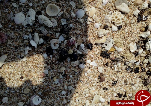 ورود دادستانی قشم به آلودگی نفتی سواحل قشم/ جستجو&zwnj;ها برای یافتن منشا تاربال&zwnj;ها ادامه دارد