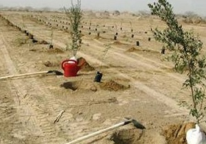 نهالکاری و آبیاری سنواتی ۲۷۵ هکتار از کانون بحران فرسایش بادی