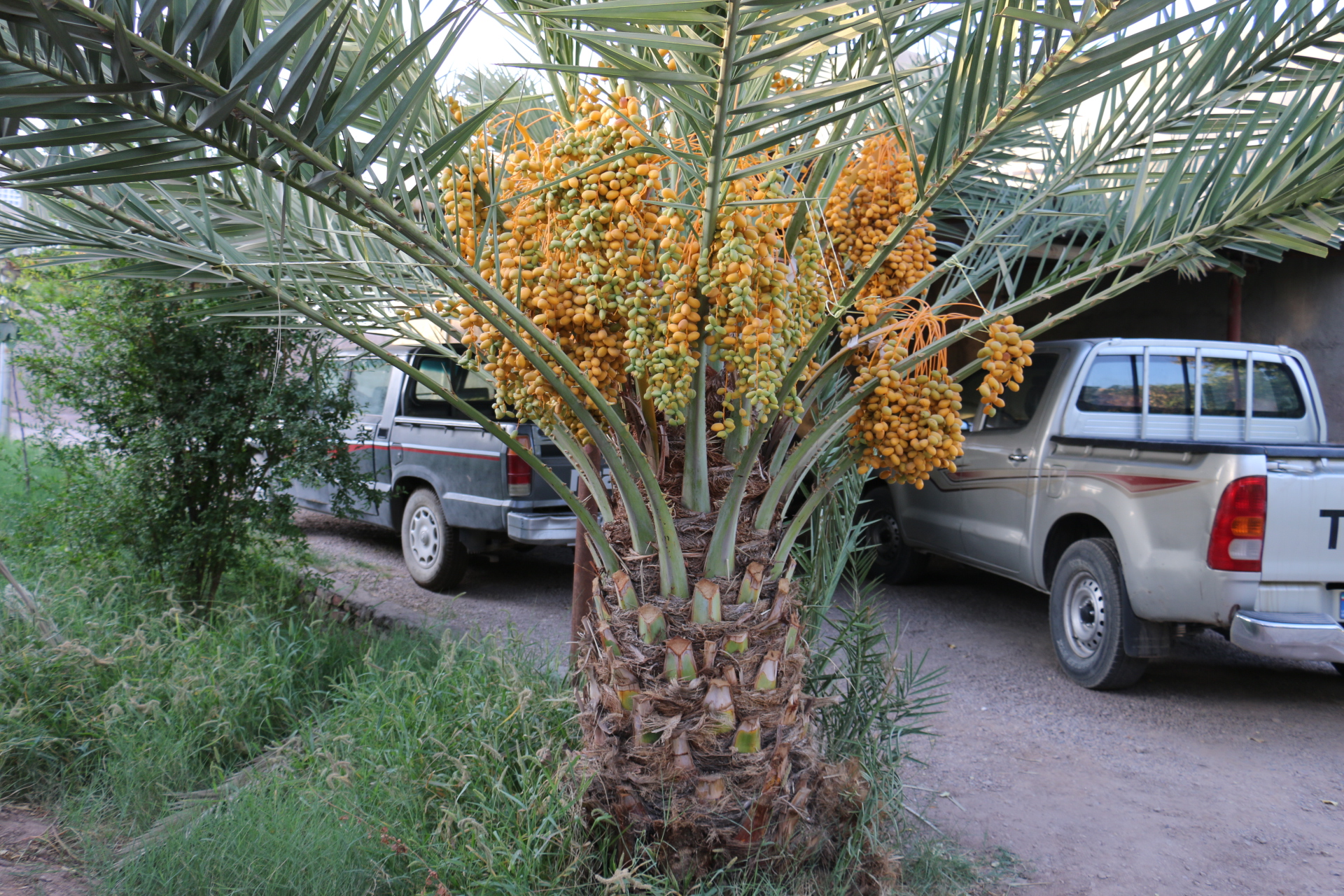 درخت جنوبی در شمال ثمر داد