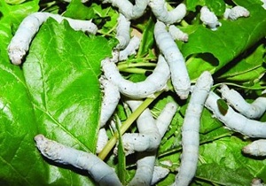 توسعه نوغانداری در استان سمنان