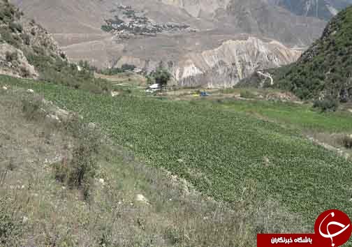 کشت سبزینه&zwnj;های تازه در دامان البرز+فیلم