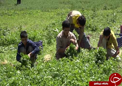 کشت سبزینه&zwnj;های تازه در دامان البرز+فیلم