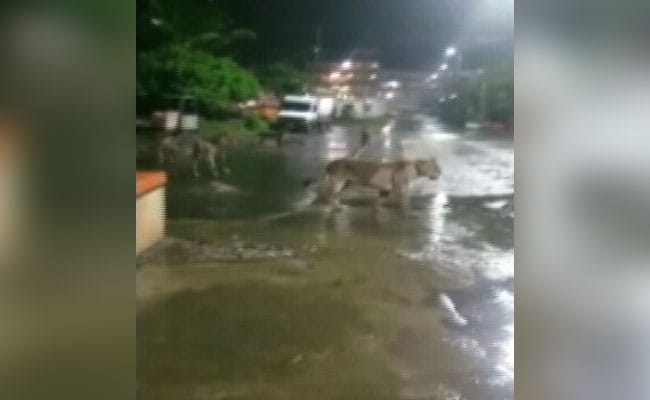 پرسه شیرها در شهر مردم را به وحشت انداخت + فیلم///
